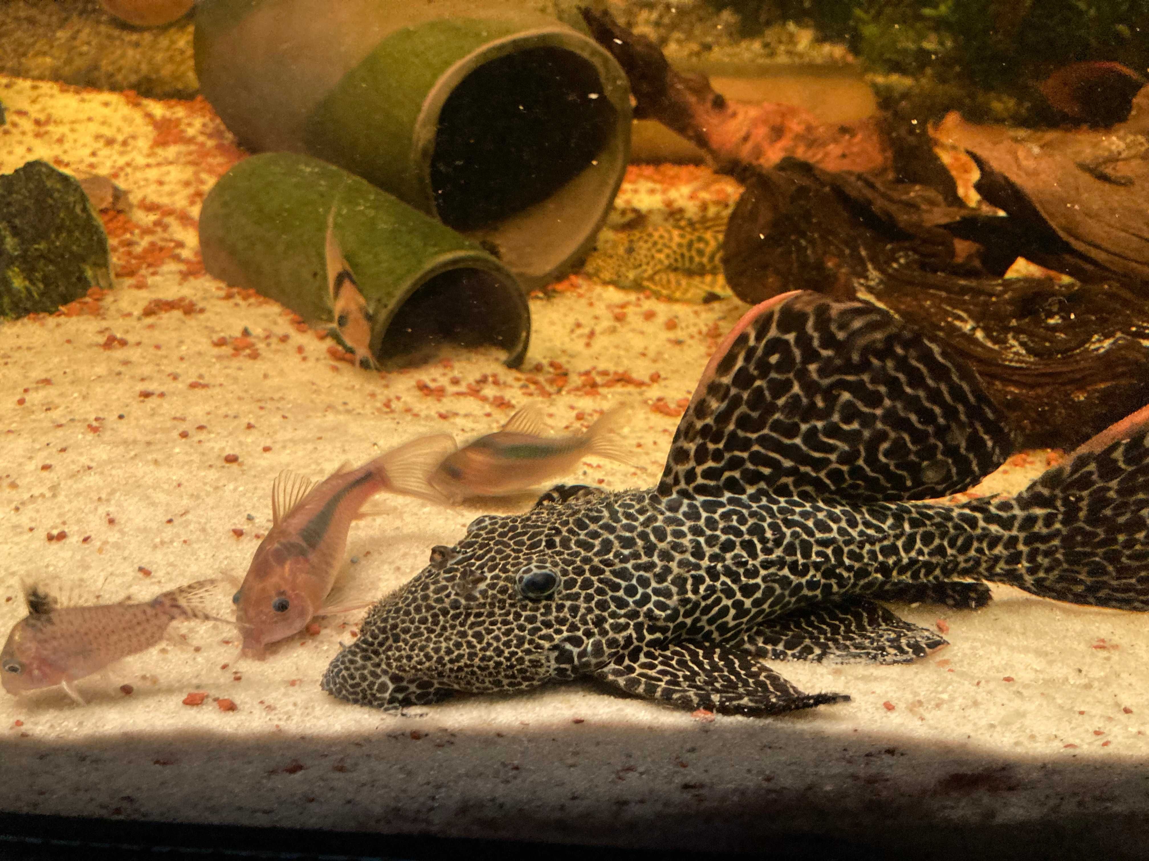 Corydoras Rabauti / Kirysek rdzawy stado 6 szt.