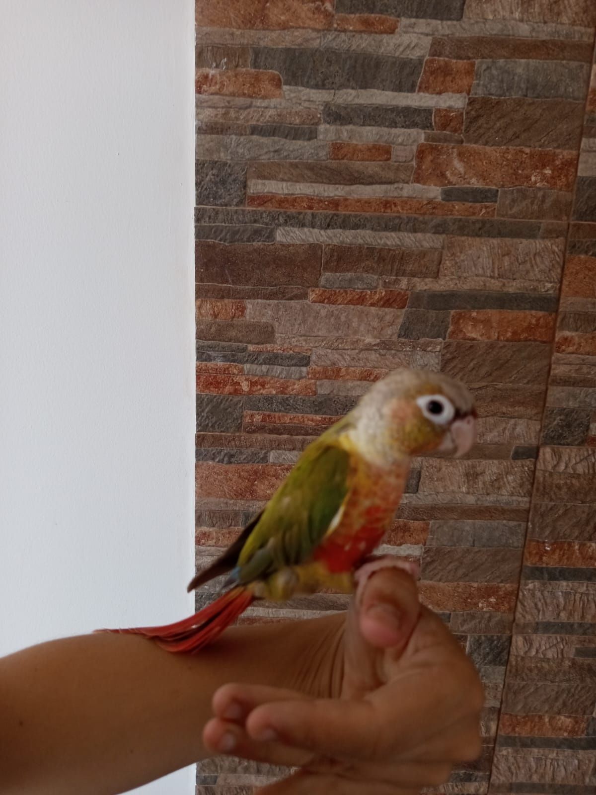 Pyrrhura fêmea deste ano