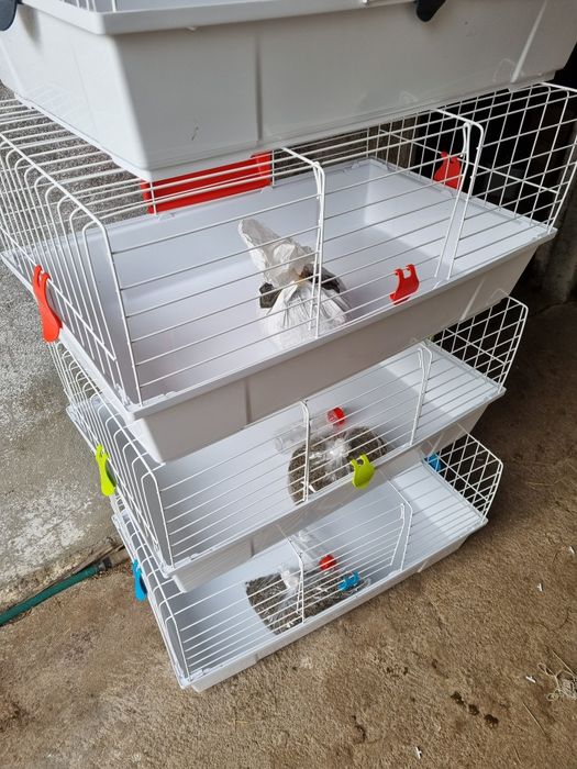 Kit coelhos anoes, mini lop, mini holandeses e toy no criador