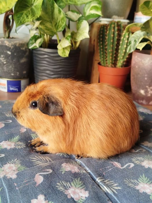 Морська свинка хлопчик