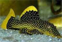 Ryba zbrojnik L018 glonojad Plecostomus L-018. Cetarius