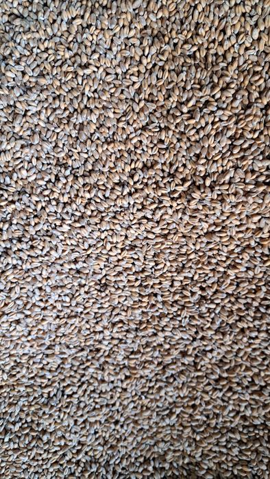 Pszenica 2025 owiana