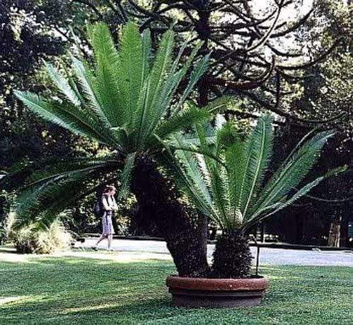 Palmeira de goma ou Dioon spinulosum