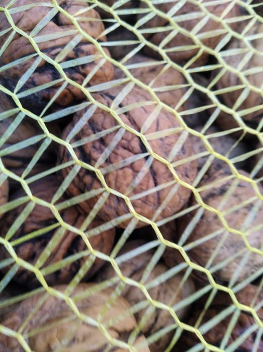 Sprzedam orzechy włoskie posiadam 2 tony