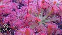 Rosiczka Drosera roślina owadożerna mięsożerna