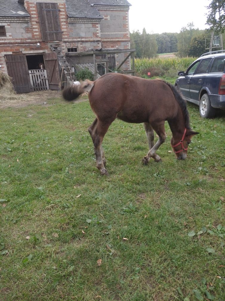 Sprzedam klacz zimnokrwistą źrebną ze źrebięciem