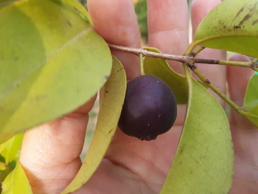 Araça Una (Roxo) – Psidium myrtoides