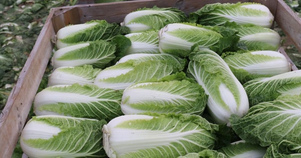 Kapusta pekinska