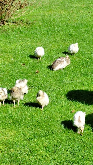 Pawie młode sprzedam