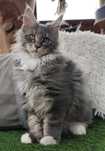 Cudowny Kocurek Maine Coon Fernando Ashantu*PL gotowy do odbioru