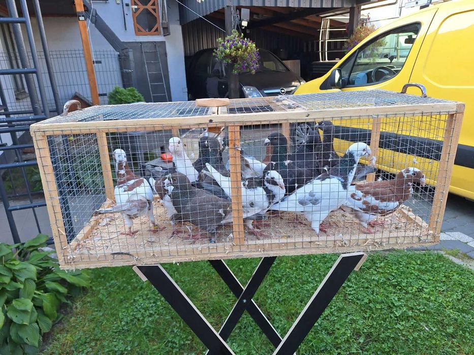 Sprzedam gołębie Garbonosy  różne kolory Zapraszam