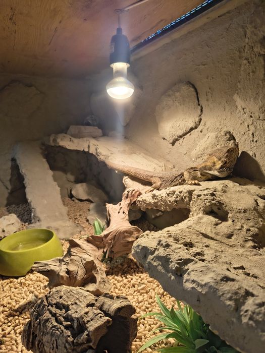 Terrarium z agamą brodatą