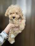 Maltipoo / chłopczyk
