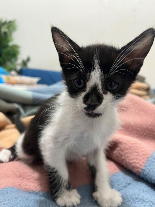 Gatinho adoção responsável