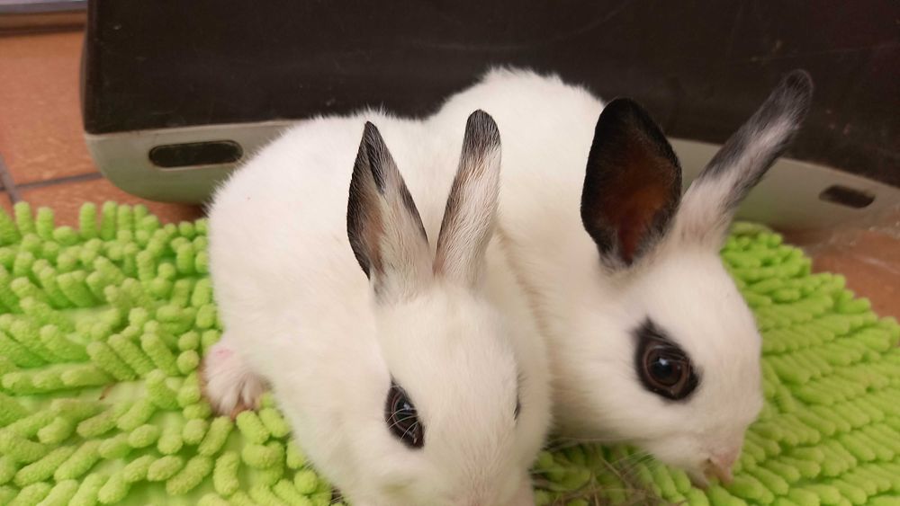 2 dziewczynki szukaja domu