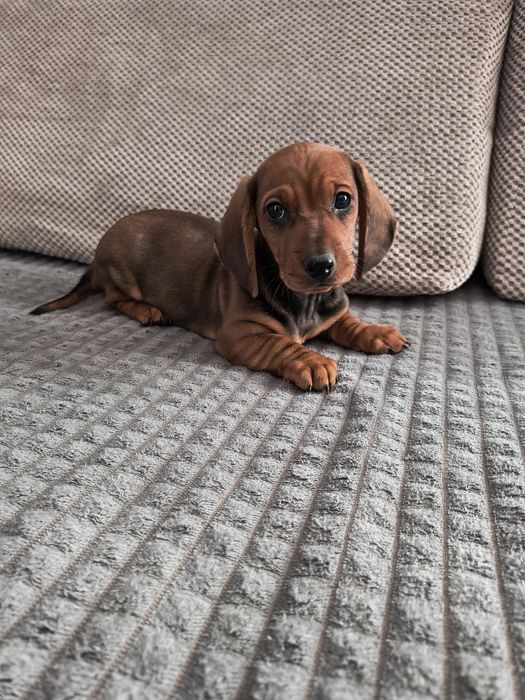 Jamnik krótkowłosy chłopiec