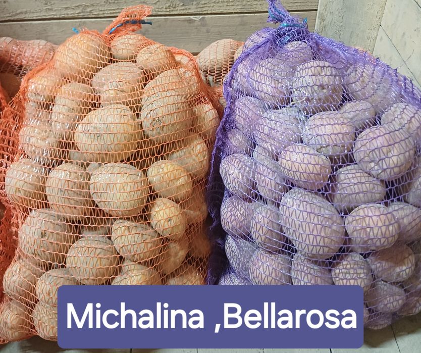 Ziemniaki odm Michalina,Bellarosa