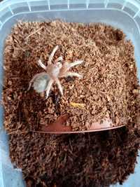 Grammostola Rosea