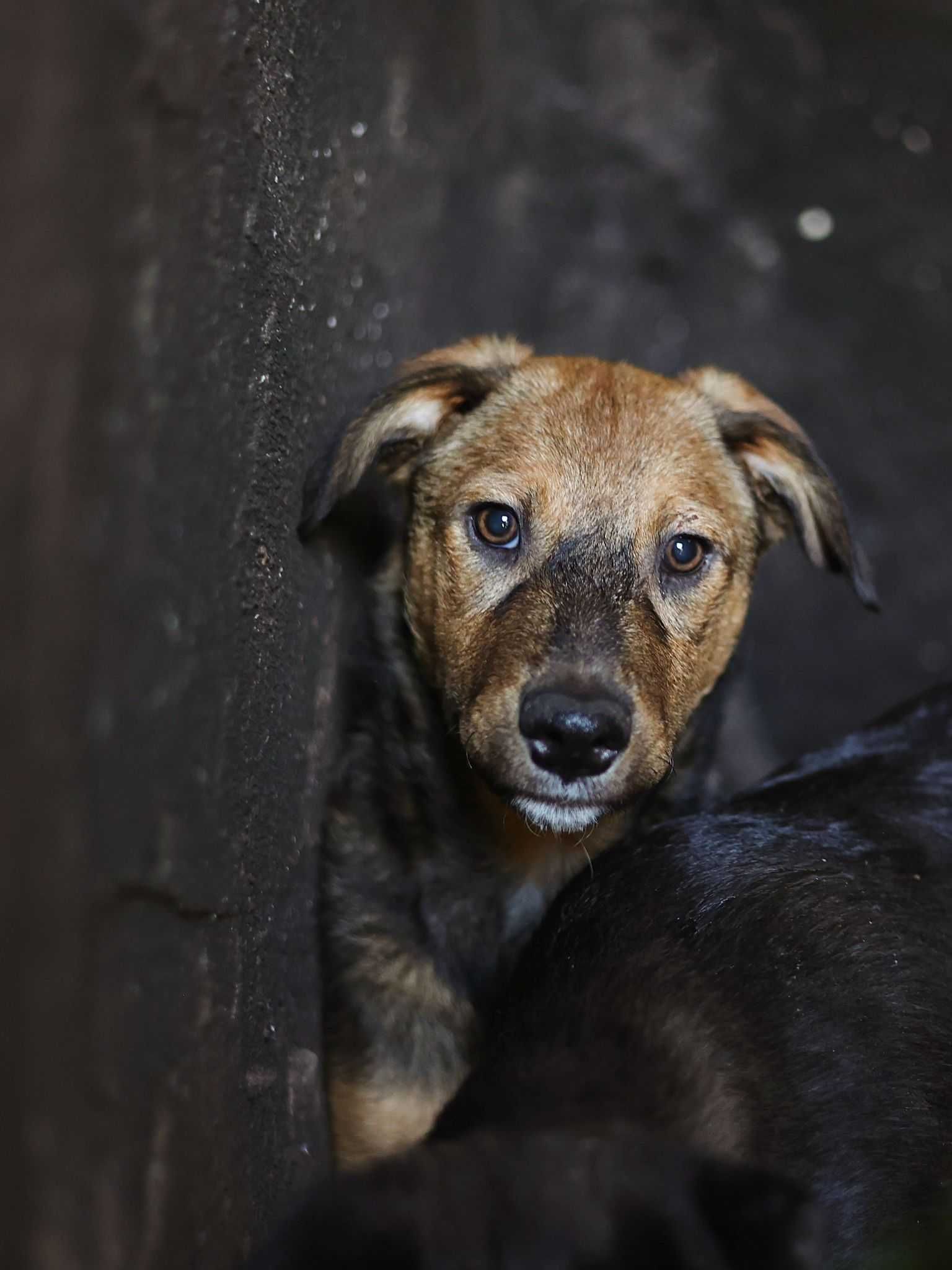 Cachorro para adoção responsável