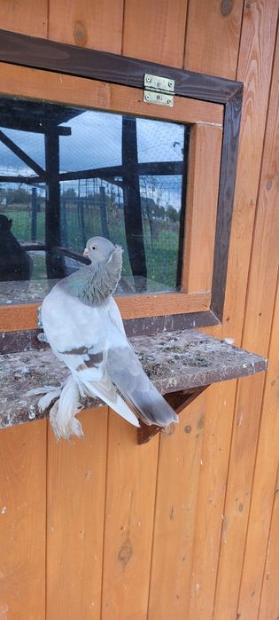 Berliński Krótkodzioby Korniate