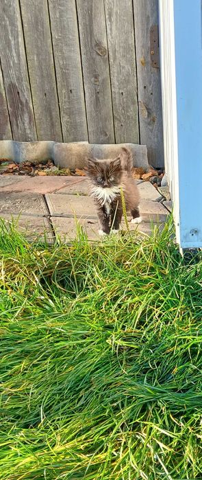 Котики в добрі руки.