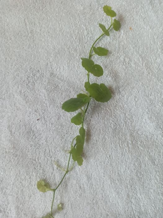 Гупі Черний принц