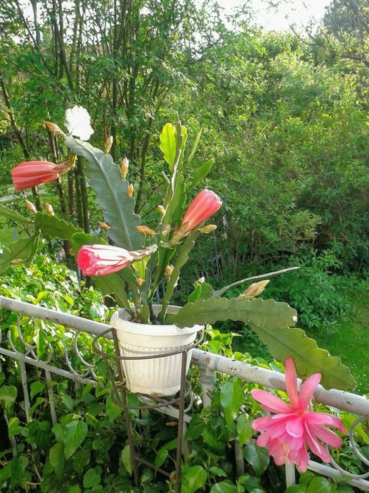 Epfilium, Epiphyllum z czerwonym, różowym i białym kwiatkiem.