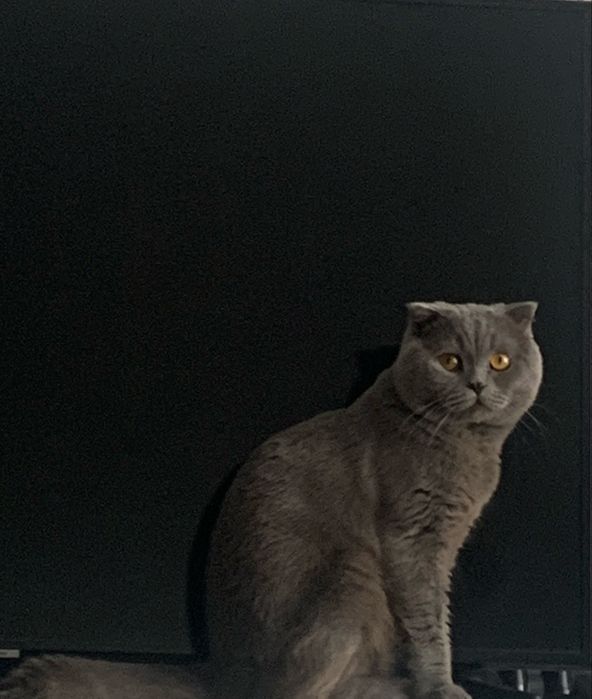 Вязка кота «Скотиш Фолд»