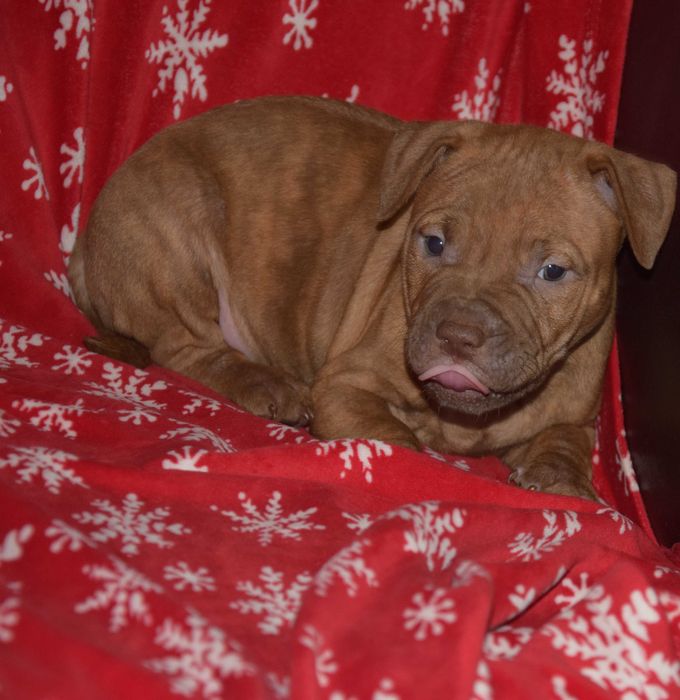 Szczeniak American pit bull terrier, pitbull