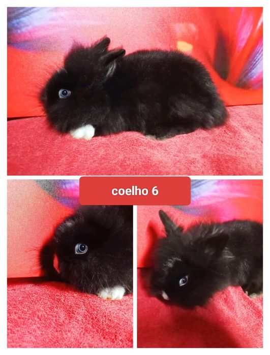 Entrega de coelhos anões em Figueiró dos vinhos