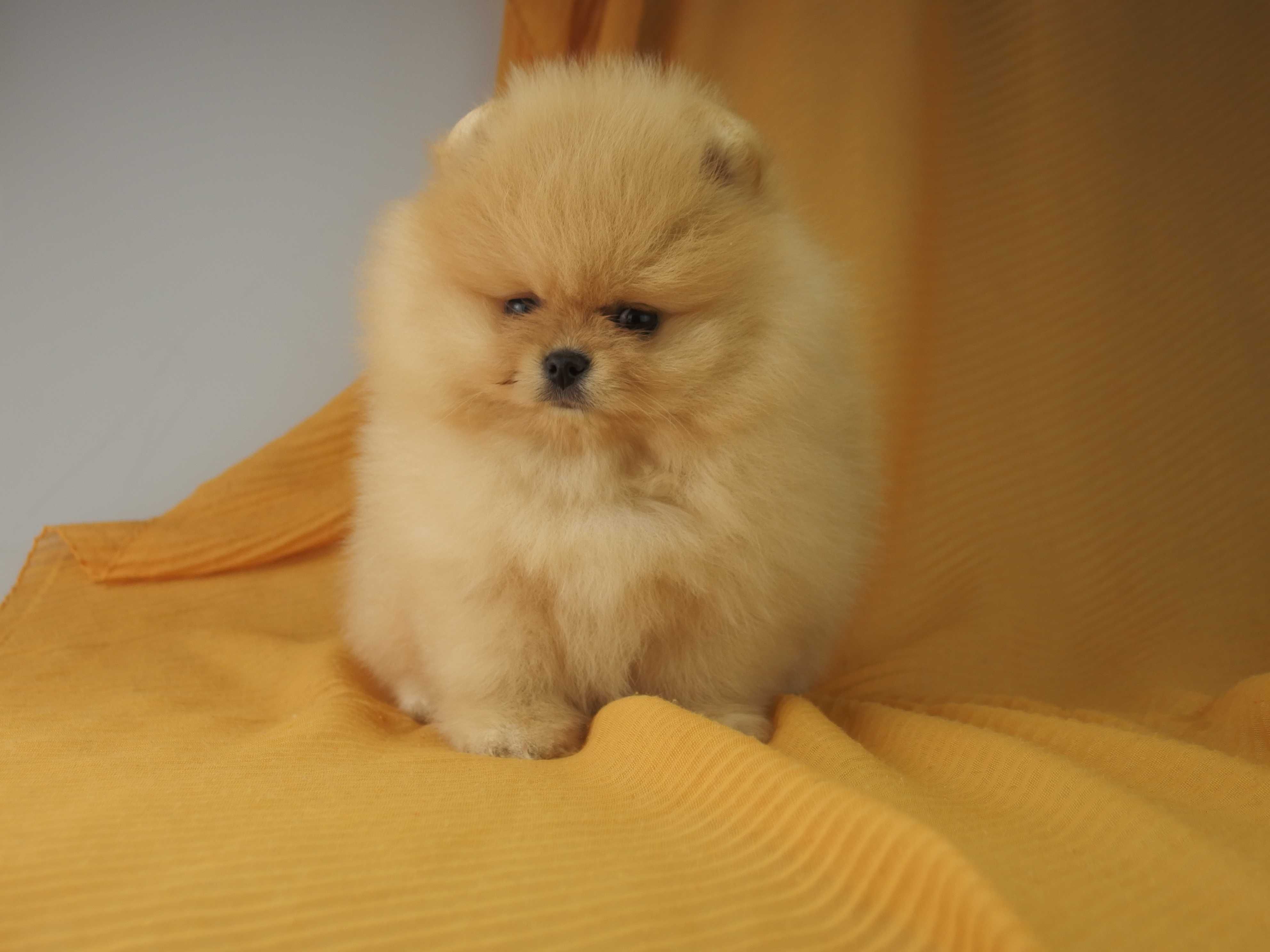 POMERANIAN piesek Szpic miniaturowy