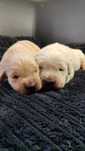 Suczka Golden Retriever FCI ZKWiP