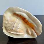 Naturalna ogromna muszla Cassis cornuta, 27 cm, PRL