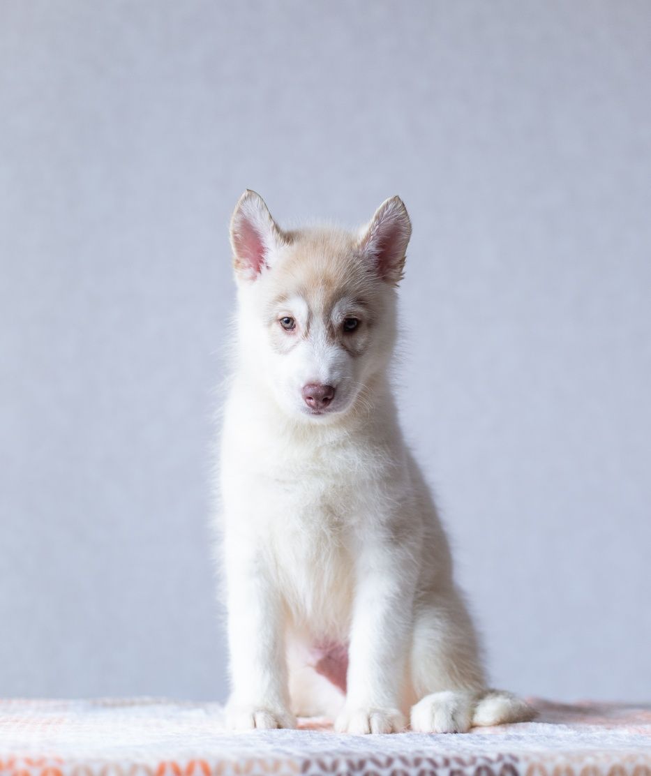 Twój idealny towarzysz z hodowli Siberian Husky.