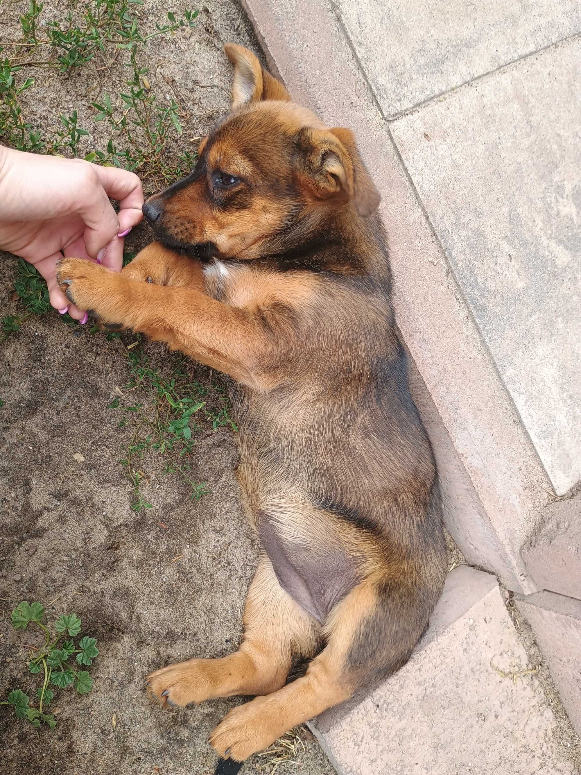 Oddam w dobre ręce