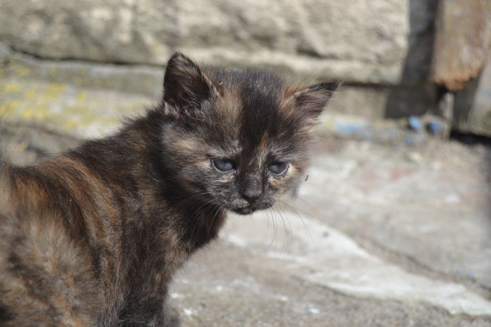 Отдам в добрые руки кошечек