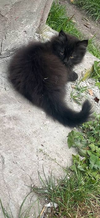 Кошенята в добра руки