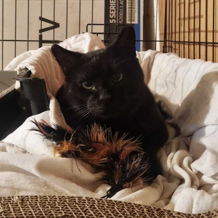 Bodo cichy czarny kot znikąd, który nie chce już nigdy wracać na ulicę