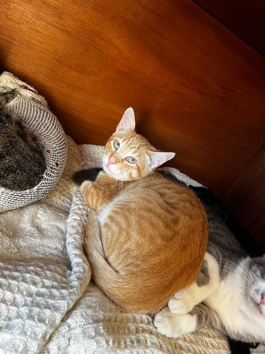 Gatinho com 5 meses para adoção responsável