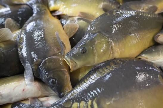 Karpie HURT Amur Tołpyga Jesiotr i inne