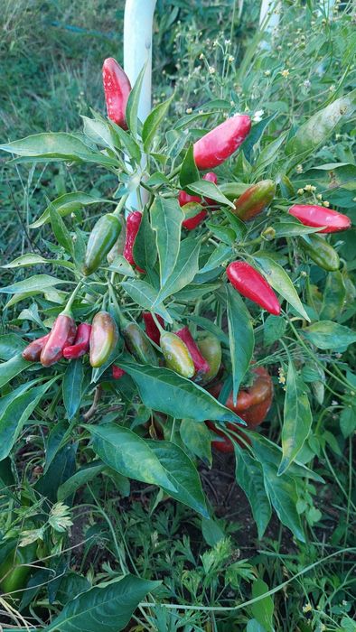 Planta malagueta piripiri, gardênia