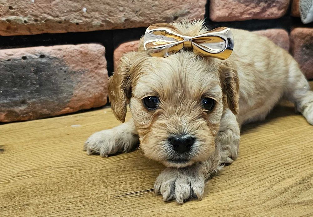 Cavapoo piekny chłopczyk