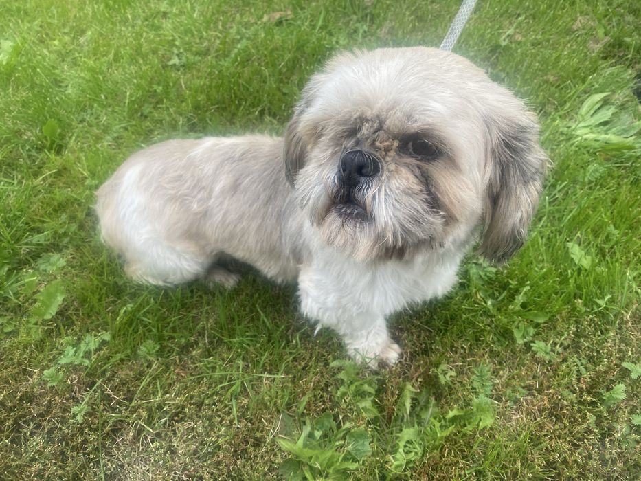 Suczka 6 lat shih tzu