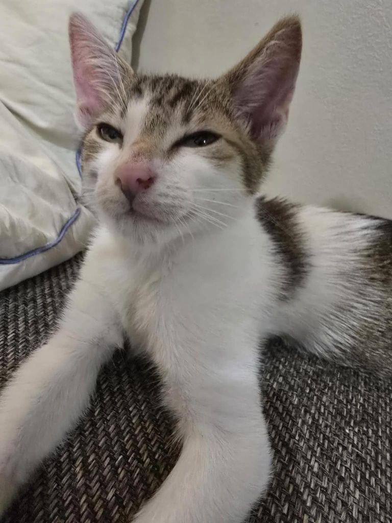 Kociaczek misiaczek Franek do adopcji