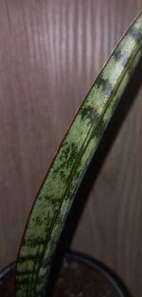 Sansevieria digitorum