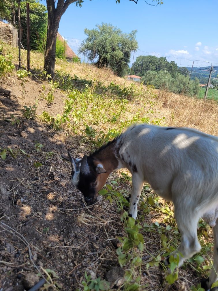 Macho 5 meses raça pequena meiga