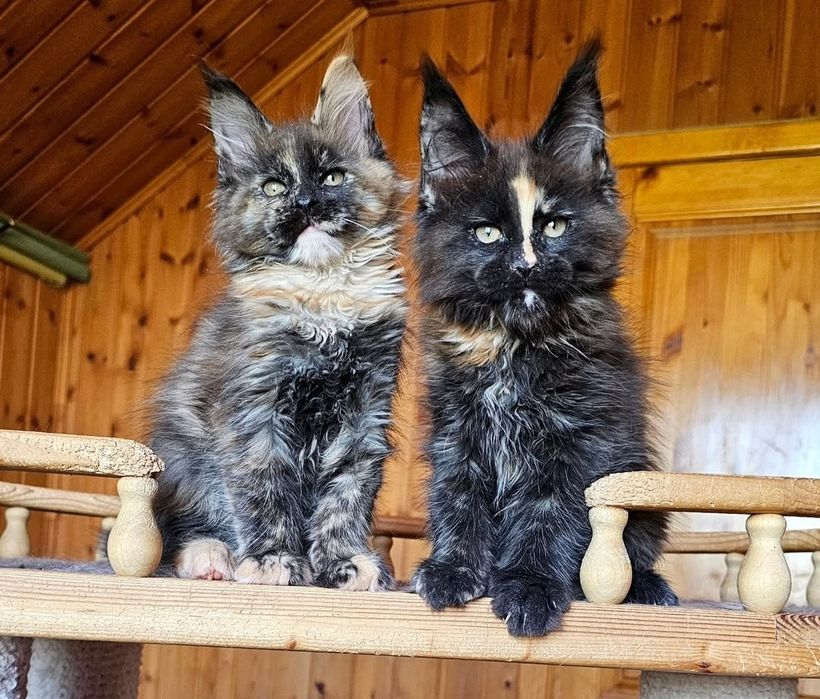 Котята мейн-кун с документами на продажу