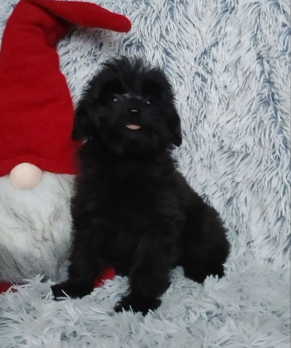 Чорная мальтипушная девочка с самыми доброжелательным характером. Киев