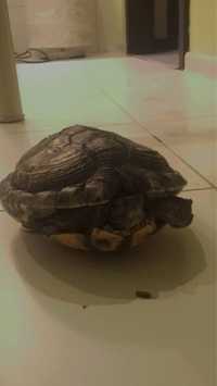 Sprzedam żółwia franciszka
