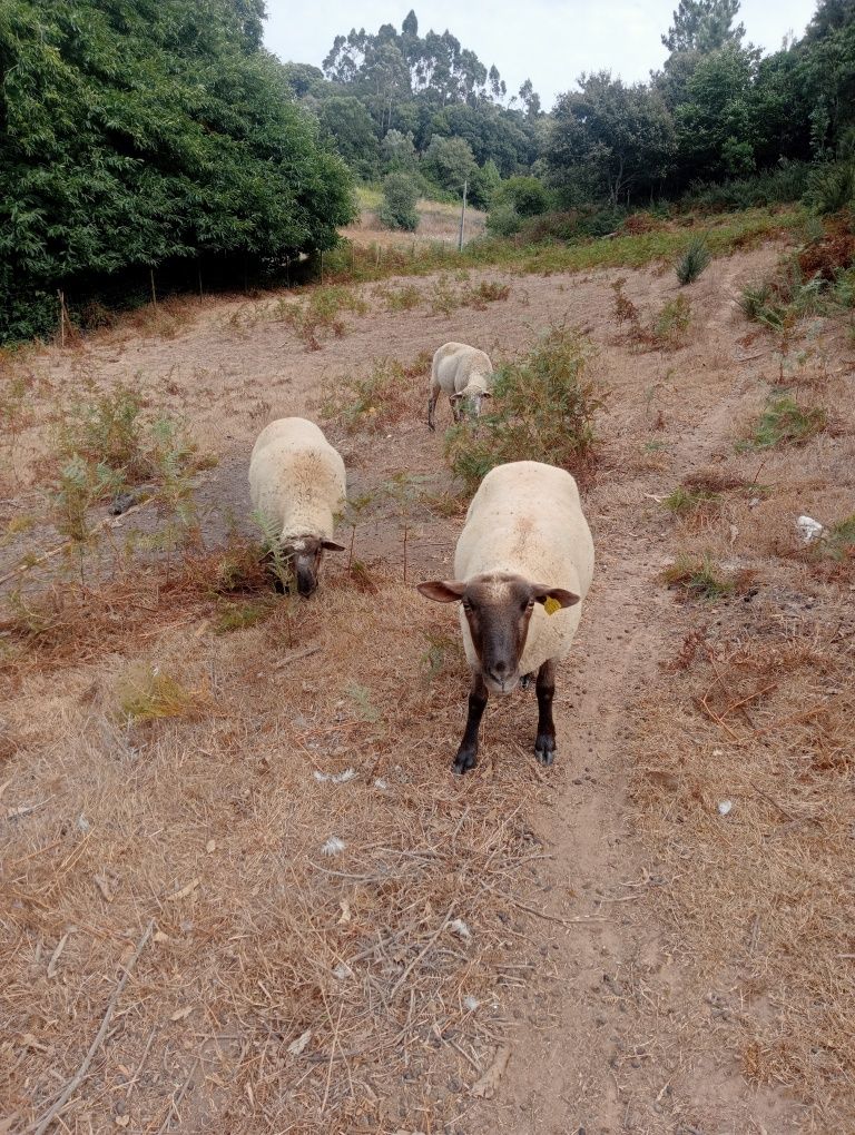 Ovelhas e borrego